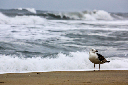 A lone seagull standing on the beachの写真素材
