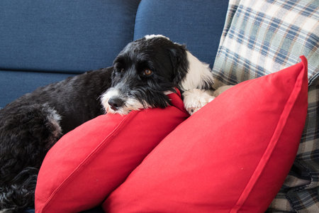 cute dog relaxing on the sofa