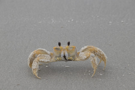 Ghost crab on the beach close-up