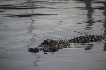 Large American Alligator lurking in the water in Florida