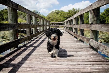 black and white dog running on a wooden boardwalkの写真素材