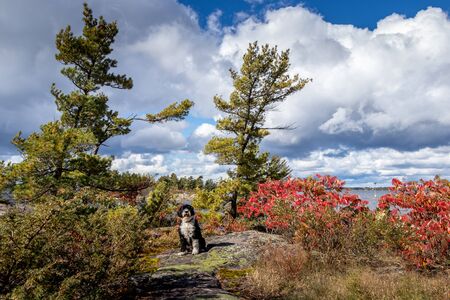 dog sitting on a rock beside colourful fall leaves and blue cloudy skyの写真素材