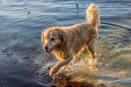 cute retriever dog playing in the water, Key Largo, Floridaの写真素材