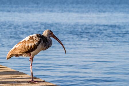 A brown and white Ibis bird standing on one leg on a wooden dock in Key Largo, on a sunny dayの写真素材