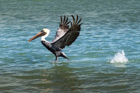 Pelican landing on the water with wings spreadの写真素材