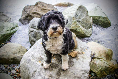 Black and white Portuguese Water Dog sitting on a rock in British Columbiaの写真素材