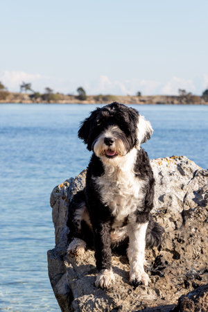 Portuguese Water dog sitting on a rock on the coast of the Pacific Ocean in British Columbia, Canada