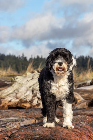 Portuguese water dog standing on driftwood log at Coburg Beach on Vancouver Island, Canada
