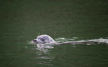 grey harbour seal swimming in the waterの写真素材