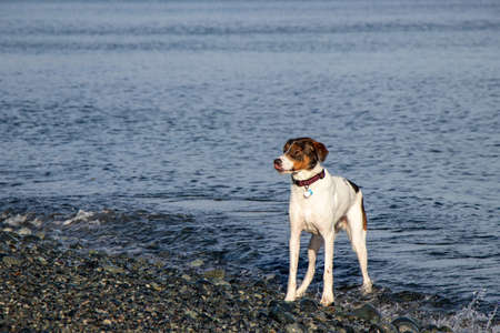 cute dog palying in the water at the beach at Devonian Regional Park, British Columbia, Canadaの写真素材