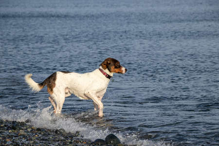 cute dog palying in the water at the beach at Devonian Regional Park, British Columbia, Canadaの写真素材