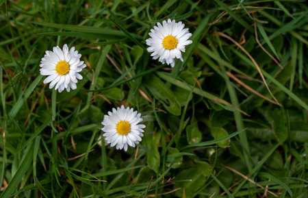 white flowers with yellow centers growing in the green grass on a spring day