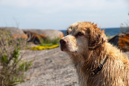 wet retriever dog sitting on a rock by the lake on a summer day in Georgian Bay, Ontario, Canada