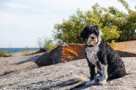 wet Portuguese Water dog sitting on a rock by the lake in Ontario, Canada on a summer dayの写真素材