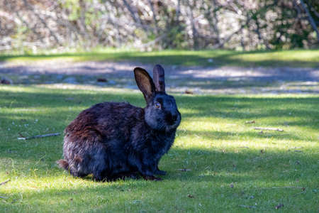 a bunny rabbit at Rathtrevor Beach Provincial Park on Vancouver Island on a spring dayの写真素材