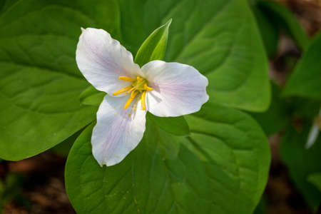 trillium in bloom in Canada in the springtimeの写真素材