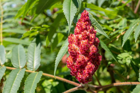 Sumac flowering plant in the summer on a sunny day