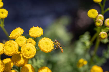 close up view of an insect on a yellow flowers in summerの写真素材