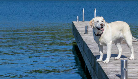 senior dog standing on a dock on a summer day in Canadaの写真素材