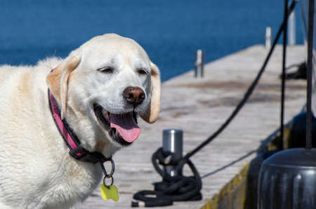 senior dog standing on a dock on a summer dayの写真素材