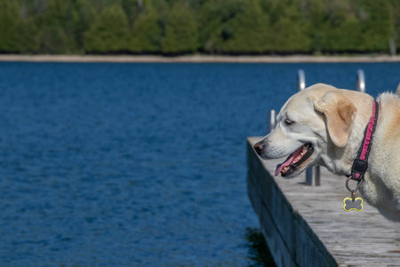 Yellow Labrador Retriever dog standing on a dock looking at the water on a summer dayの写真素材