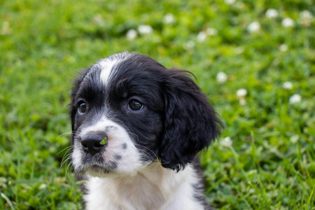Black and white Springer Spaniel puppy with grass on it's nose