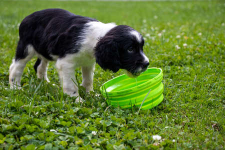 Black and white Springer Spaniel puppy drinking waterの写真素材
