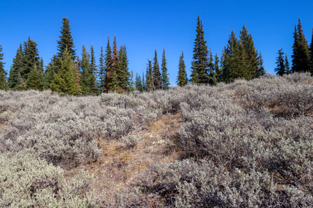 Sage bush and pine trees on Mt Kobau in British Columbia, Canada on a sunny day in October.
