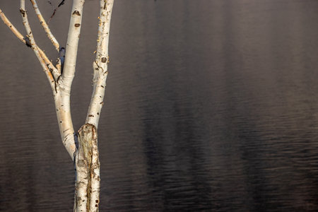 a birch tree at a lake in autumn backgroundの写真素材