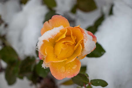 A yellow rose covered in snow and ice on a cold winter dayの写真素材