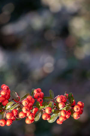 close up of red berries on a branch in autumnの写真素材