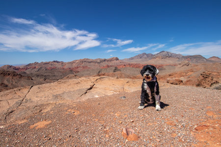 A black and white Portuguese Water Dog on the Northshore Summit Trail at Lake Mead Recreation Area...