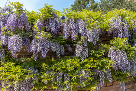 Beautiful purple flowers on Wisteria plant on a spring day in New Mexico, United Statesの写真素材