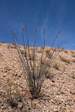 Ocotillo plant in the desert on the side of a rocky hill at Picacho Peak in Las Cruces, New Mexicoの写真素材