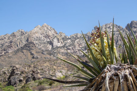 flowers blooming in the desert at Dripping Springs Natural Area in Las Cruces, New Mexicoの写真素材