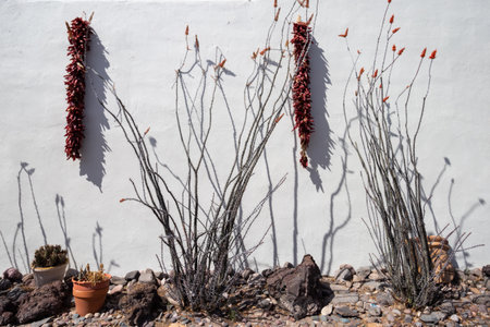 dried peppers and ocotillo plant on a white wall in New Mexicoの写真素材