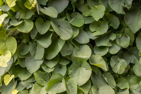 close up of green leafy vines on a summer day