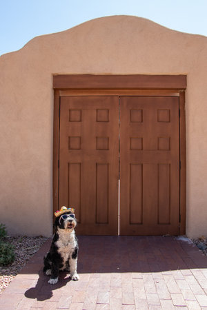 Portuguese Water Dog at wearing a sombrero and sunglasses infront of a wooden door in New Mexicoの写真素材