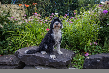 Portuguese Water Dog sitting at the edge of a flower gardenの写真素材