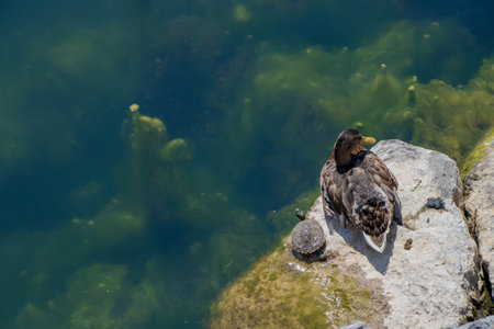 Turtle sitting beside a duck on a rock by the shoreの写真素材