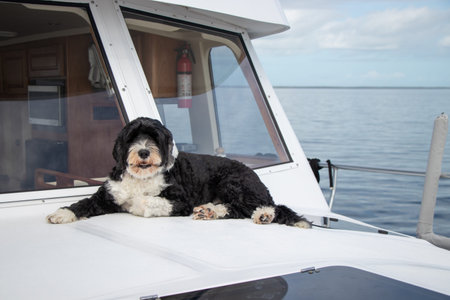 Portuguese Water Dog on the bow of a boat