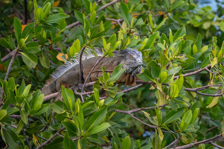 Green iguana basking in the vibrant green trees in its natural habitatの写真素材