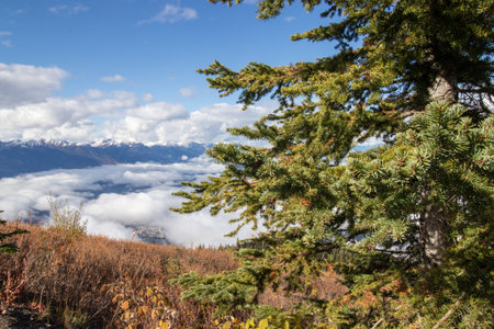 Mountains with coniferous trees and clouds in the background.の写真素材