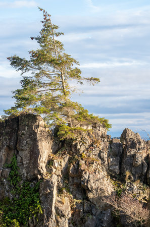 Pine tree growing on the edge of a cliff with blue skyの写真素材