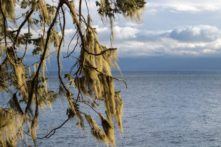 Coastline of the Pacific Ocean on Vancouver Island, British Columbia, Canada