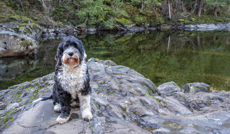 Black and white dog sitting on a rock by a mountain river.の写真素材