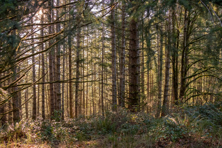Sunlight streams through a forest on Vancouver Island, Canada