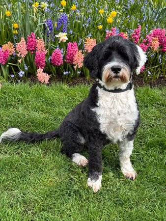 Portuguese Water Dog sitting beside a garden on a spring day