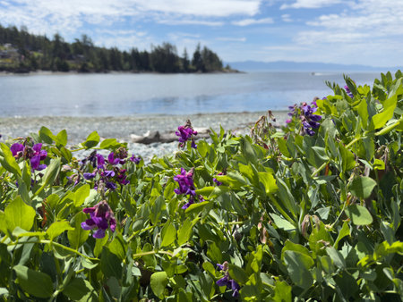 Purple flowers on the coast with blurred background of sea, trees and mountains