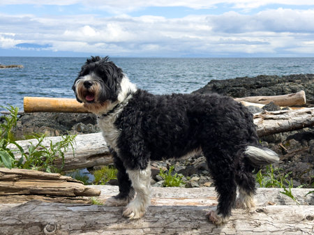 Portrait of a black and white dog standing on a log by the seaの写真素材